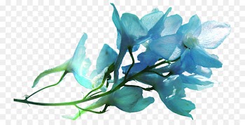 Petal Flower Ozan Optik Sancaktepe Ortadağ Blue Instagram - flower 