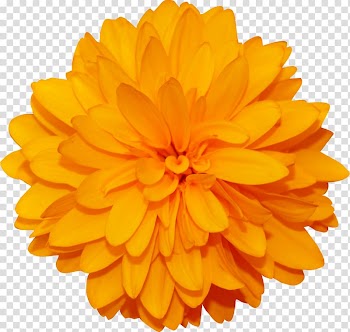 Petal Flower Paper Illustration, of beautiful flowers and floral patterns transparent background PNG clipart