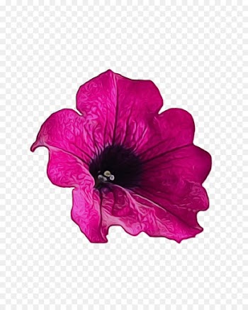 petal flower pink violet petunia