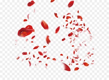 Petal Flower Rose - Rose petal 