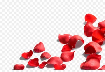 Petal Flower Rose - Rose petal 