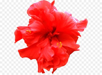 Petal, Flower, Shoeblackplant, Red PNG