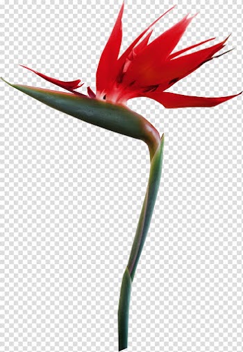 Petal Flower Tropics , flower transparent background PNG clipart