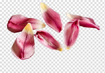 Petal Flower Tulip , Tulip flower transparent background PNG clipart