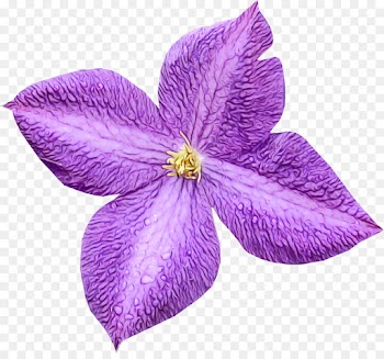 petal flower violet purple plant