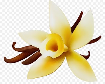 petal flower yellow plant vanilla