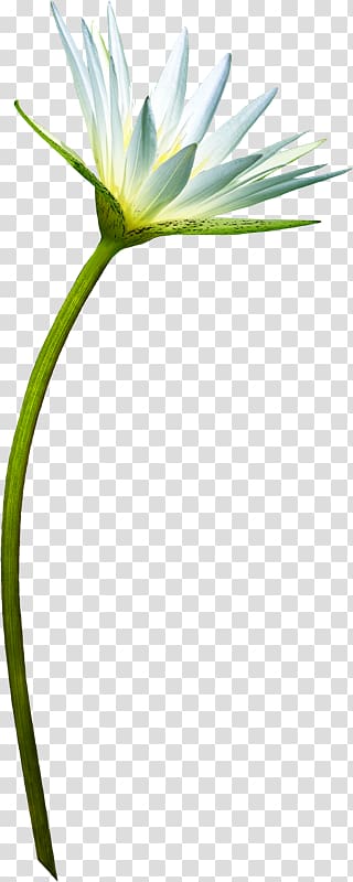 Petal Flower, Zi transparent background PNG clipart