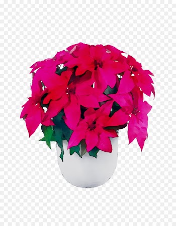 Petal Leaf Cut flowers Pink M Flowering plant -  