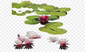 Petal Leaf Flowerpot - Water Lily Png Clipart 