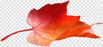 Petal Leaf France Télécom Close-up Flowering plant, Leaf transparent background PNG clipart
