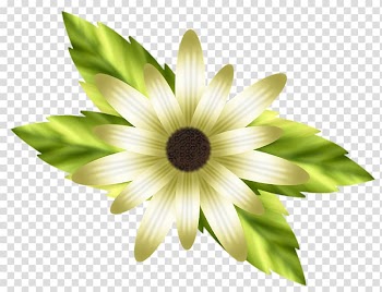Petal Lilium White Flower, White Lily transparent background PNG clipart