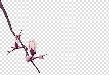 Petal Magnolia denudata Flower Watercolor painting, A peach transparent background PNG clipart
