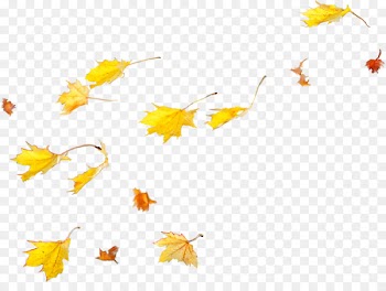 Petal Maple leaf - Falling leaves 