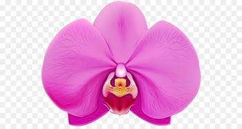 petal moth orchid pink violet flower