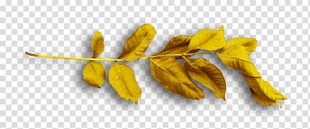 Petal, others transparent background PNG clipart
