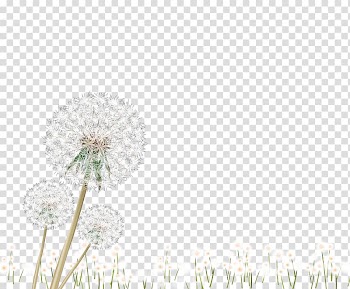 Petal Pattern, White dandelion transparent background PNG clipart