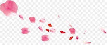 Petal Pink Gratis - Pink petals falling 