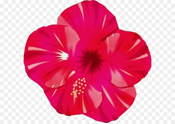 petal pink hawaiian hibiscus red flower