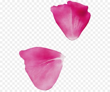 petal pink magenta flower tulip