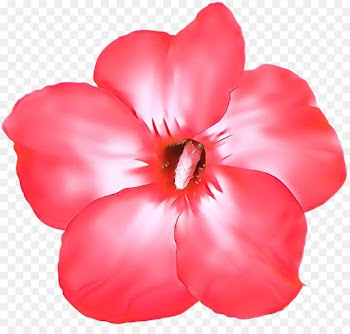 petal pink red flower plant