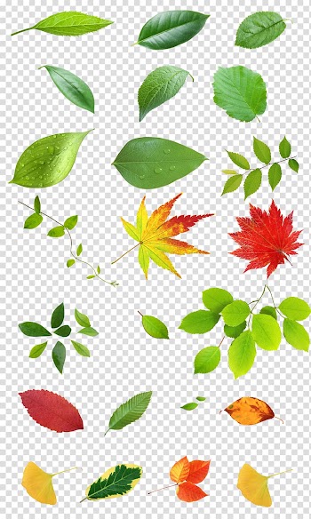 Petal Plant stem Illustration, Leaves transparent background PNG clipart