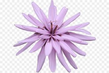 Petal, Purple PNG