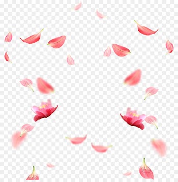 Petal RGB color model Download - Cherry blossom petals picture material 
