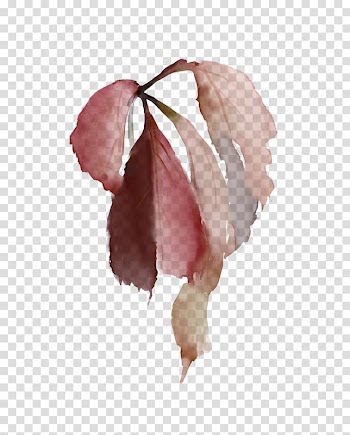 Petal Rose family Pink M Leaf, rose transparent background PNG clipart