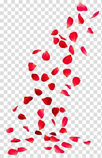 Petal Rose Flower Drawing, floating petals transparent background PNG clipart