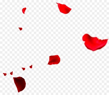 Petal Rose Flower - Scattered rose petals falling 