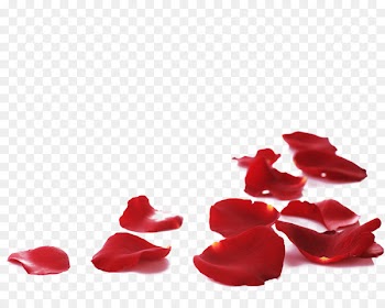 Petal Rose Flower Stock photography - petals 