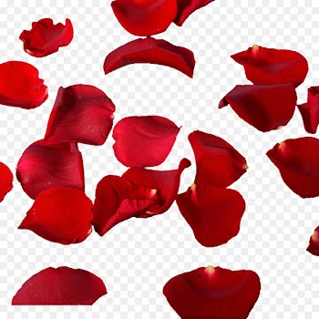 Petal - Rose petals falling material 