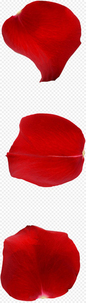Petal Valentines Day Qixi Festival Tanabata Rose - Valentine's Day Tanabata rose petals 