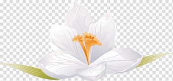 Petal White Flowering plant Computer , White crocus transparent background PNG clipart