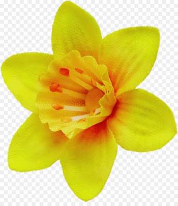 petal yellow flower plant flowering plant