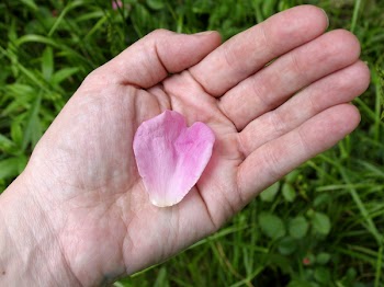 petalinhand.jpg