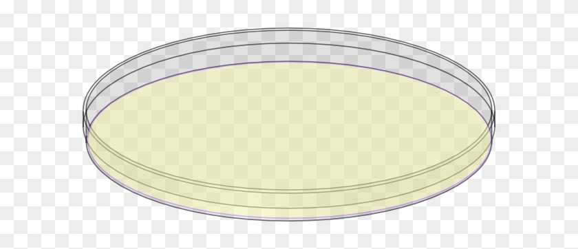 Petri Dish With Agar Drawing
