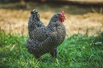 Petting Zoo Chicken