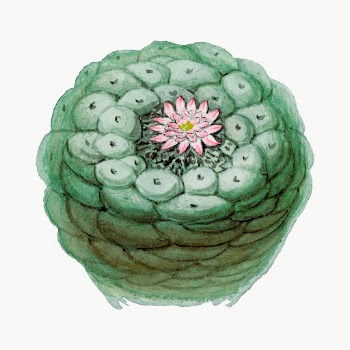 Peyote  cactusillustration, botanical drawing | Free Photo Illustration - rawpixel