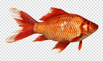 Pez de Colores de cerca PNG transparente - StickPNG