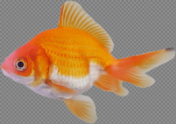 Pez de Colores PNG transparente - StickPNG