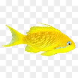 Pez Dorado Png, Vectores, PSD, e Clipart Para Descarga Gratuita ...
