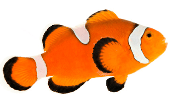 Pez png » PNG Image