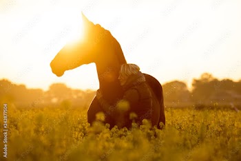 Pferd und Reiterin im Sonnenuntergang im Rapsfeld