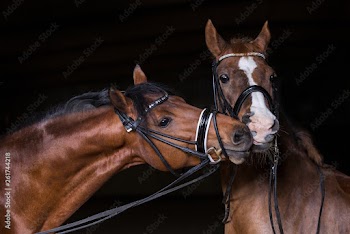 Pferde braune Sportponys Ponys im Fotostudio brauner und Fuchs küssen und mögen sich
