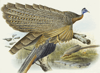 Phadianidae. Argusianus Grayli (1870&ndash;1872) painting | Free Photo - rawpixel