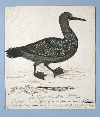 Phalacrocorax capensis (Cape cormorant) (1777&ndash;1786) | Free Photo - rawpixel