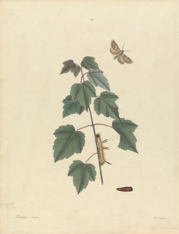 Phalaena Aceris. Acer Rubrum (Grey | Free Photo - rawpixel