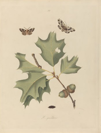 Phalaena Quernaria. Quercus Rubra (American | Free Photo - rawpixel