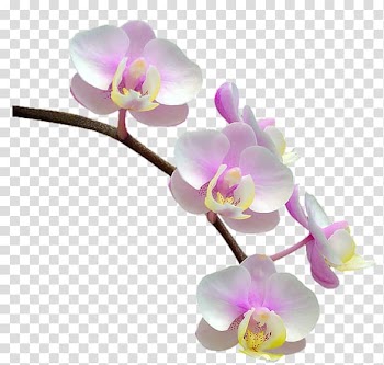Phalaenopsis equestris Orchids Flower, flower transparent background PNG clipart